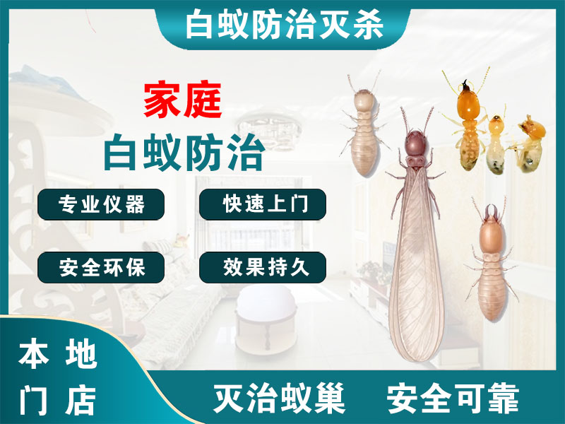 西湖区家庭白蚁防治