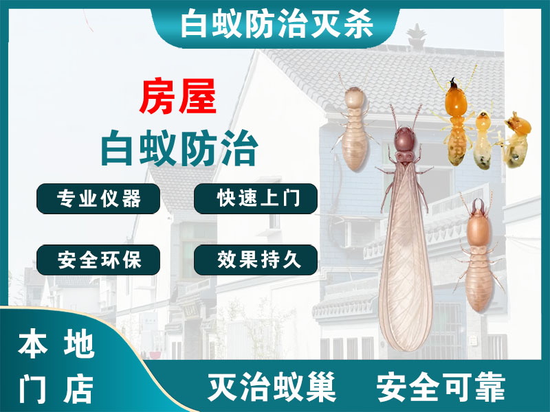 西湖区房屋白蚁防治